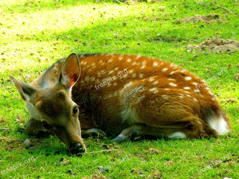 Sika Deer Hirsch Fawn Mammal Animal