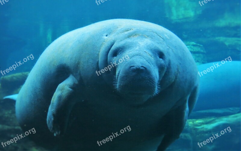 Manatees Seaworld Orlando Underwater Free Photos