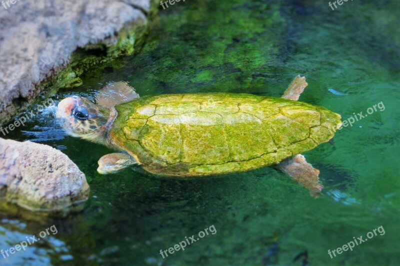 Turtle Seaworld Orlando Aquatic Animal Free Photos