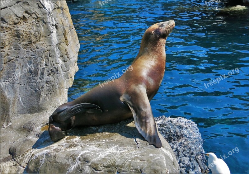 Robbe Rock Robben Island Florida Free Photos