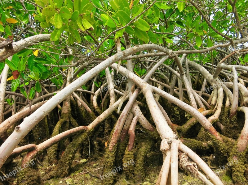 Mangroves Florida Everglades Free Photos