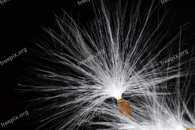 Milkweed Seeds Departure Spring Start