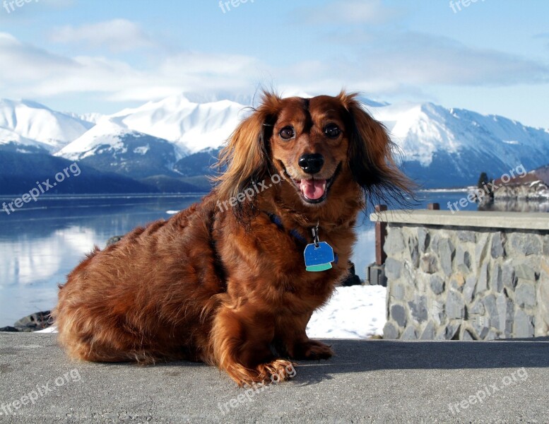 Dog Dachshund King Alaska Animal