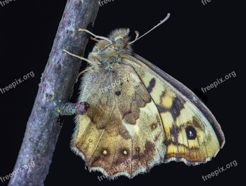 Butterfly Speckled-wood Nature Insect Spring