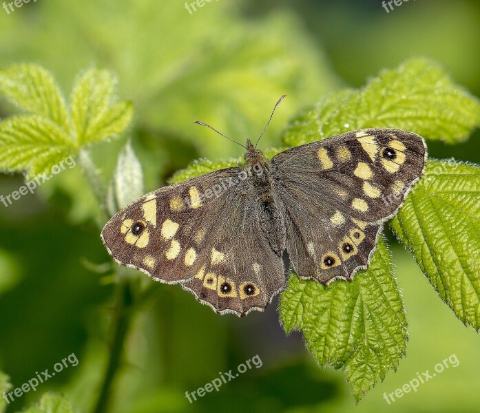 Butterfly Speckled-wood Nature Insect Spring