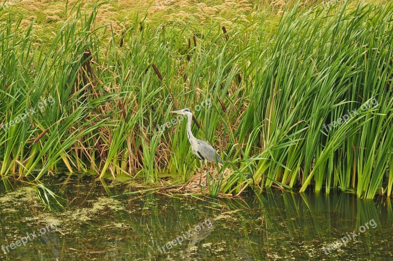 Animal Heron Bird Animal World Nature