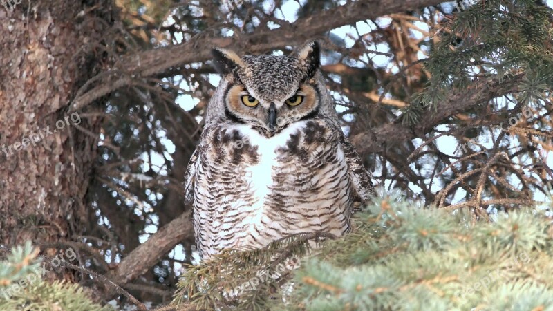 Owl Great Horned Nature Wildlife Raptor