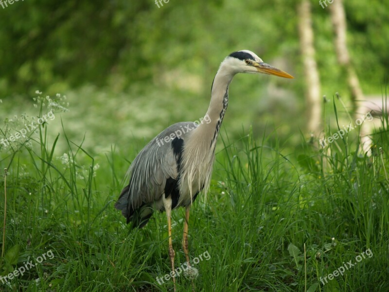 Grey Heron Natural Outdoor Denmark 2008