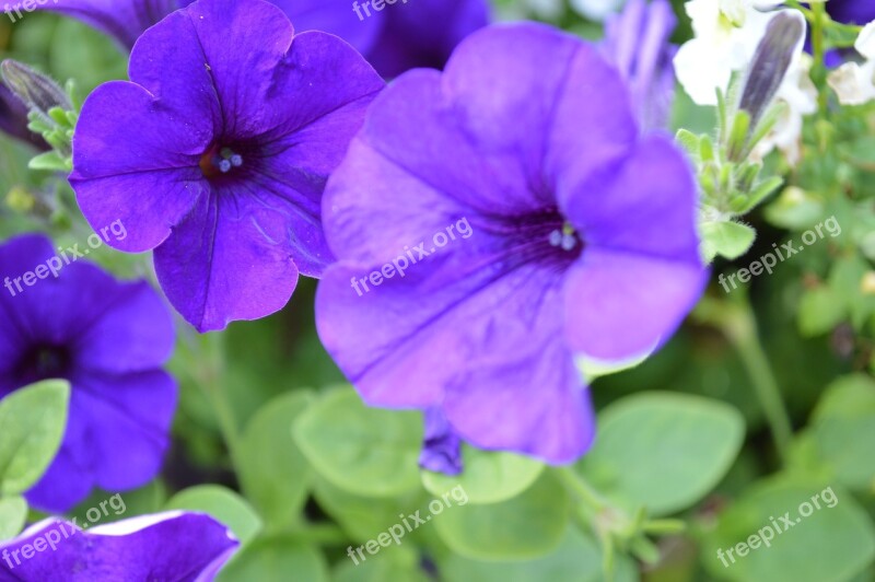 Violet Purple Amethyst Sleep Flowers