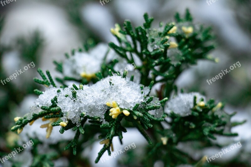 Winter Plant Snow Greens Botanica