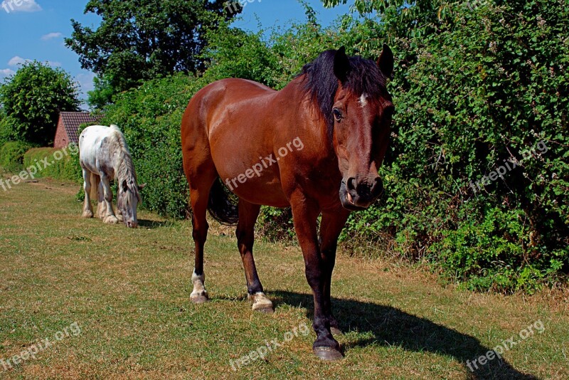 Horse Mammal Grass Brown White