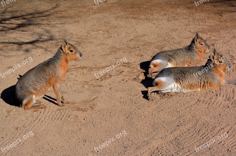 Patagonian Mara South America Rodents Zoo Free Photos