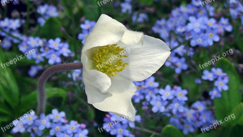 Anemone Flowers Spring Garden Nature