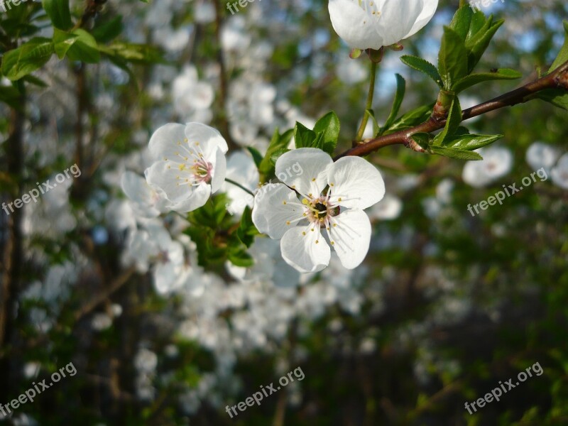 Spring Flower Tree Beautifull Free Photos