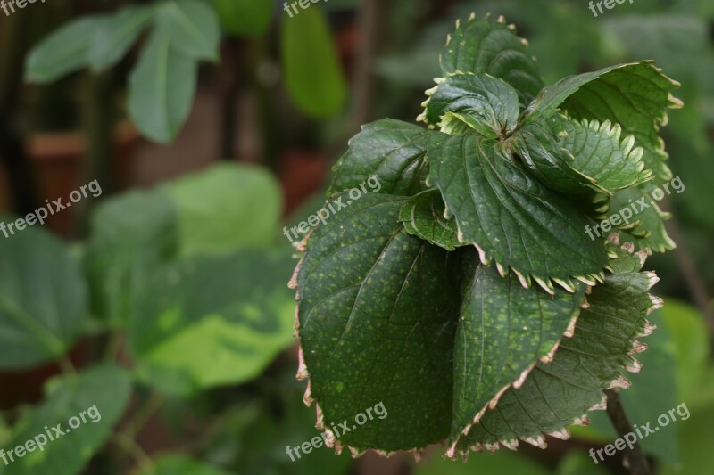 Sheet Green Leaves Tropics Garden