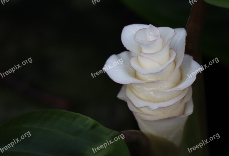 Flower White Flowers Flora Plant