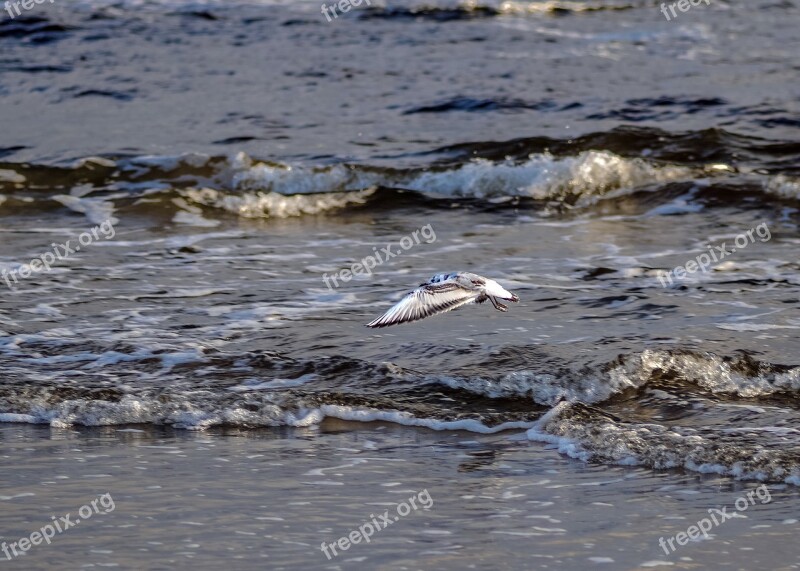 Sea Seagull The Waves The Coast Beach