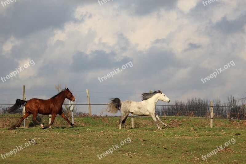 Horses Horse Animals Gallop Nature