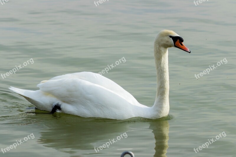 Mute Swan Swan White Bird Swim