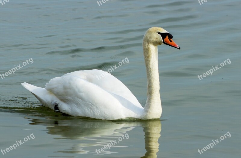 Mute Swan Swan White Bird Swim