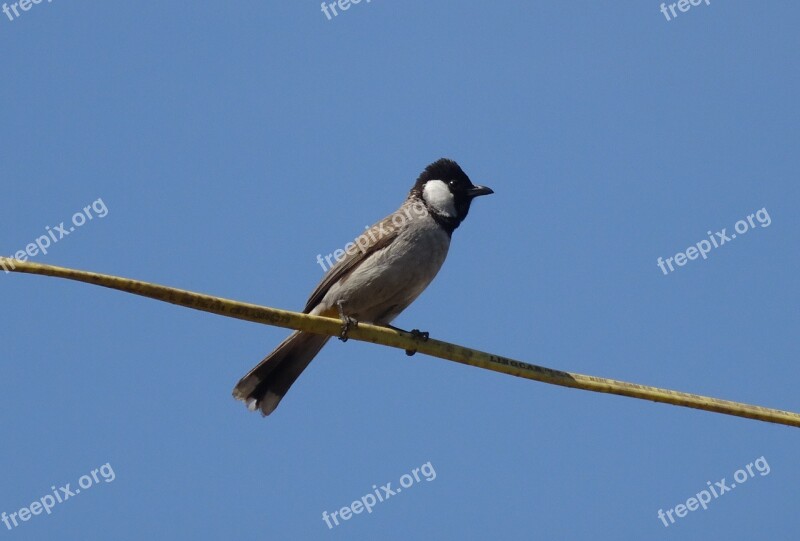 Bird Bulbul White-eared Bulbul Pycnonotus Leucotis White-cheeked Bulbul