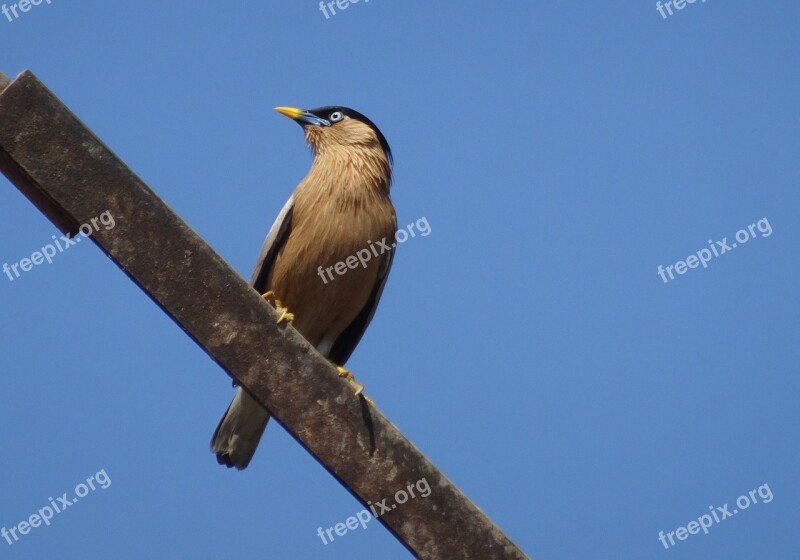 Bird Myna Mynah Brahminy Myna Starling