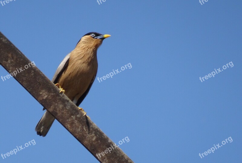 Bird Myna Mynah Brahminy Myna Starling