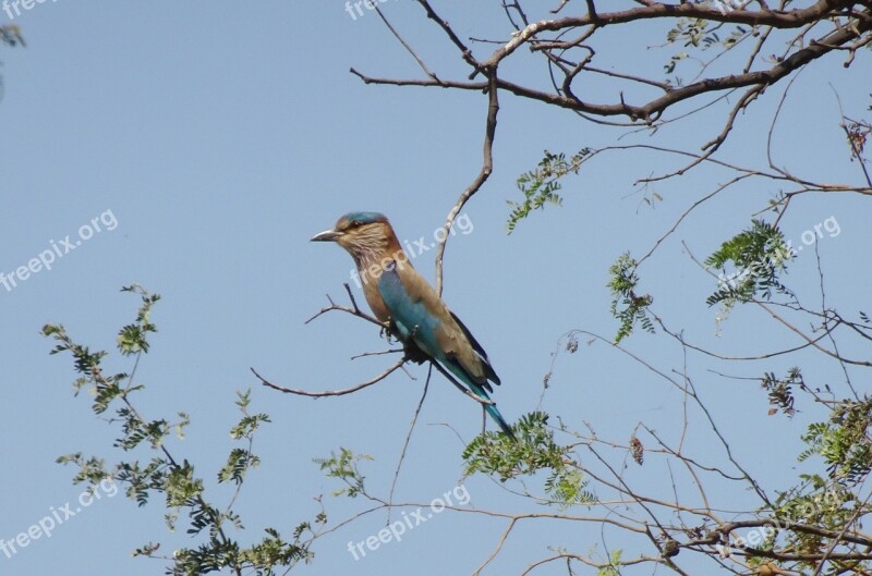 Bird Roller Indian Roller Coracias Benghalensis Perched