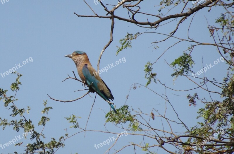 Bird Roller Indian Roller Coracias Benghalensis Perched