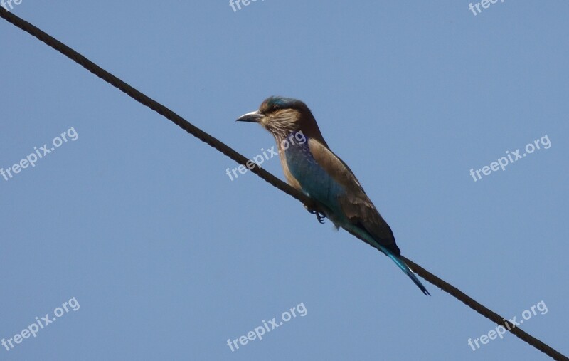 Bird Roller Indian Roller Coracias Benghalensis Perched