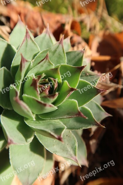 Sukulent Plant Succulents Nature Green