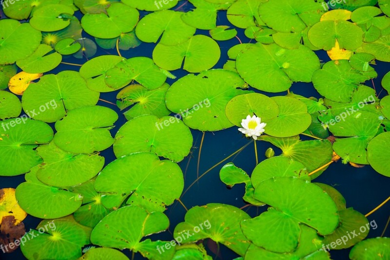 Flowers Pool Nature Plants Green