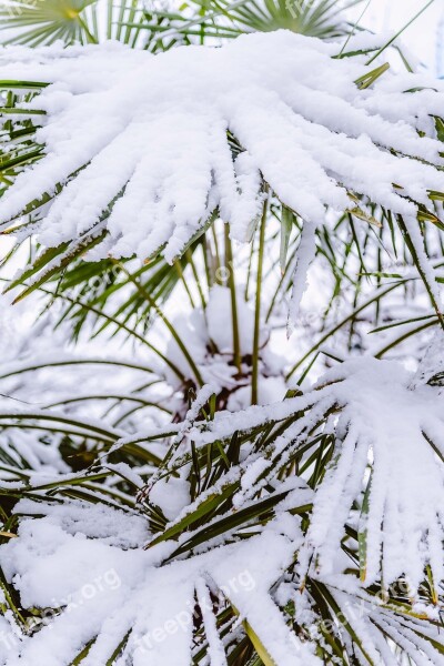 Palm Tree Snow Covered Winter Victoria