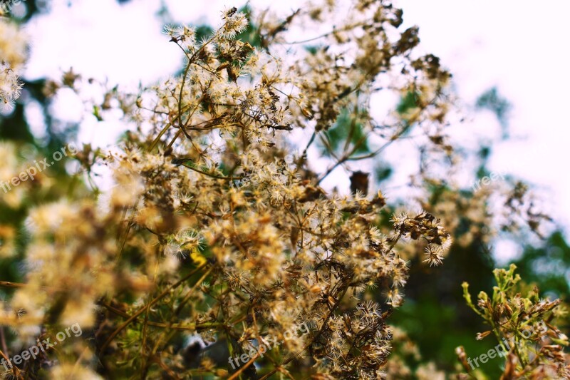 Nature Flowers Ramos White Dry Branches