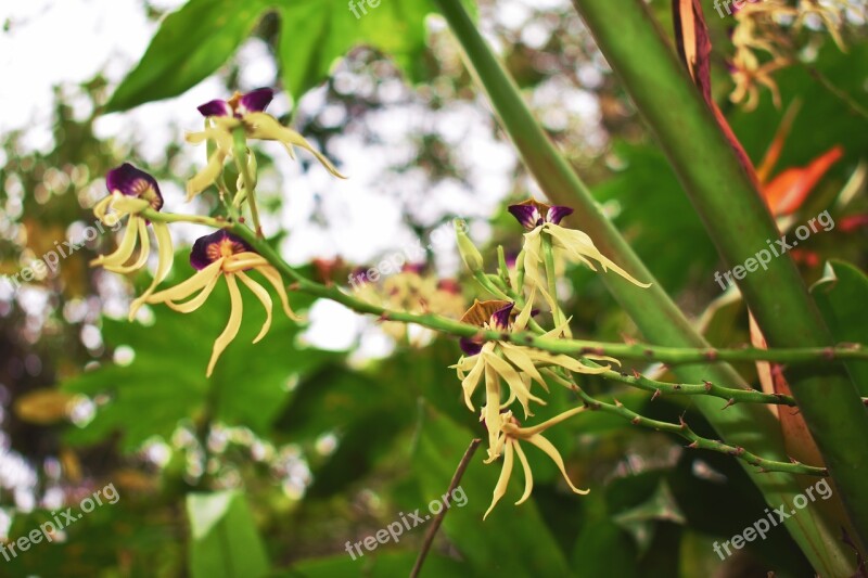 Nature Orchids Flower Bouquet Cuban