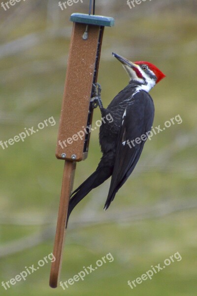 Woodpecker Pileated Bird Feeder Feeding