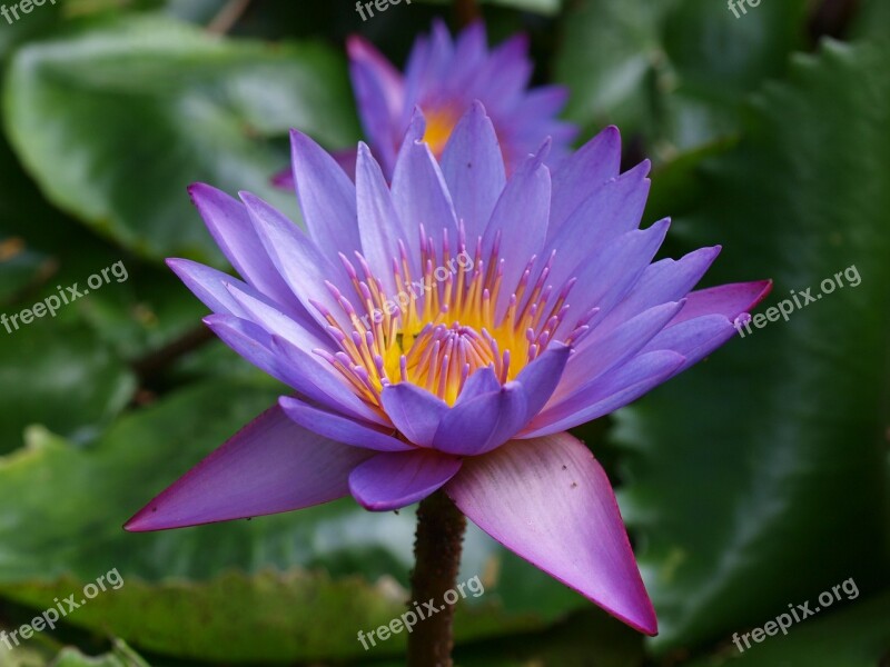 Water Lily Garden Nature Pond Plant