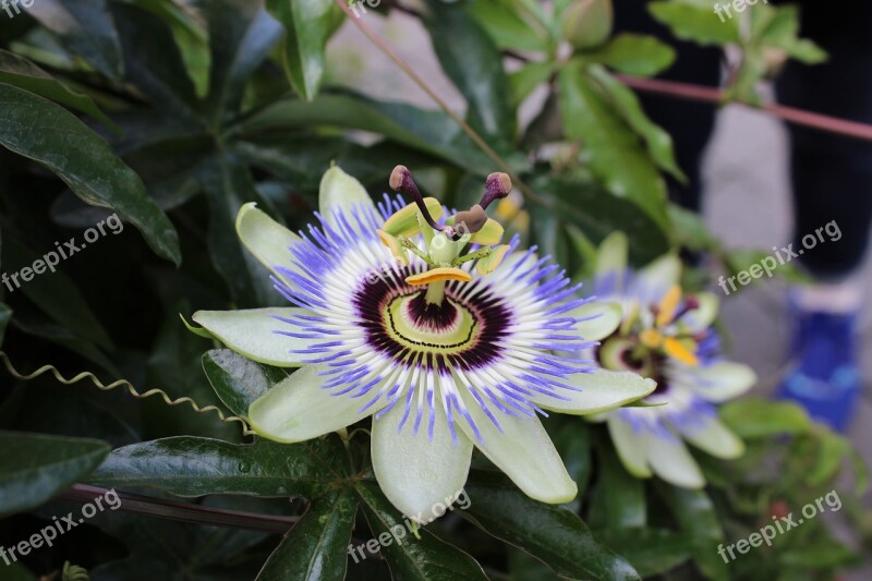 Flower Purple Yellow Blue The Butchart Gardens