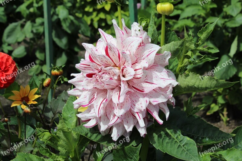 Flower Pink Foreground The Butchart Gardens Brentwood Bay