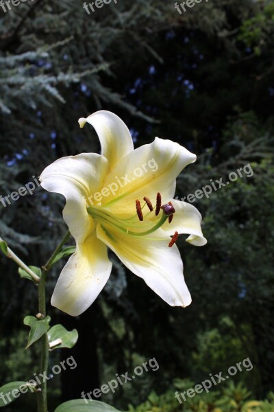 Flower Yellow Foreground The Butchart Gardens Brentwood Bay