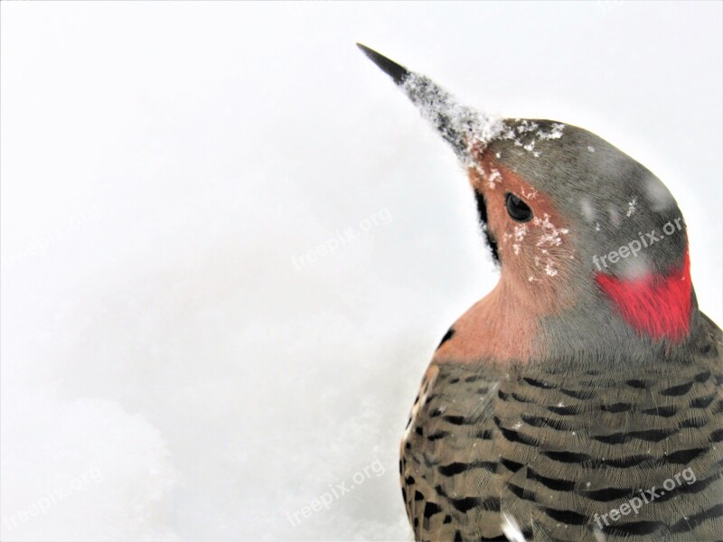 Flicker Woodpecker Woodpecker Flicker Sheltering Cold