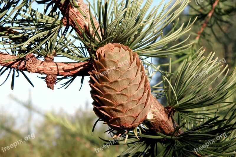 Pine Cone Spruce Needles Tree Green