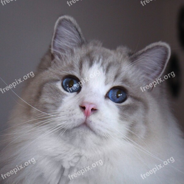 Cat Animal Ragdolls Ragdoll Cat Free Photos