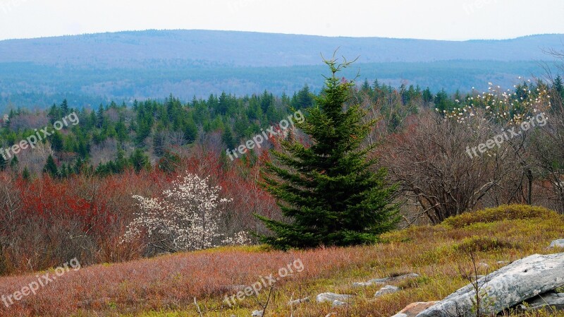 Dolly Sods Mountain View Pine Forest Free Photos