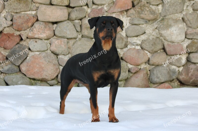 Dog Rottweiler Snow Background The Stones