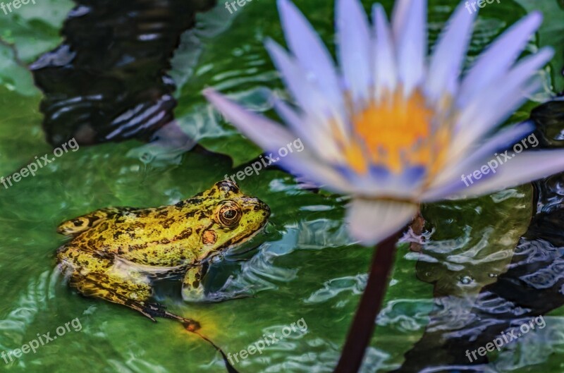 Frog Water Lily Nature Fauna Flora