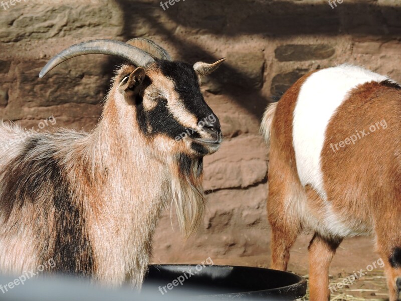 Goat Animals Eyes Nature Horns