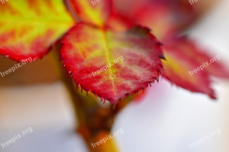 Rose Leaf Red Leaf Nascent Bloom Free Photos