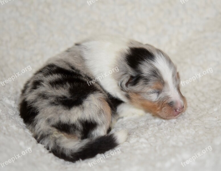 Dog Puppy Sleeping Puppy Shetland Sheepdog Puppy Blue Merle Breed Dog Shetland Sheepdog