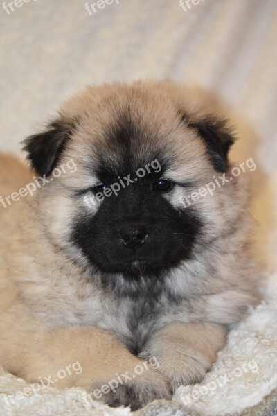 Puppy Dog Dog Eurasier Pup Doggy